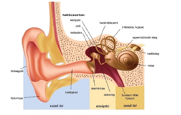 A fül anatómiája