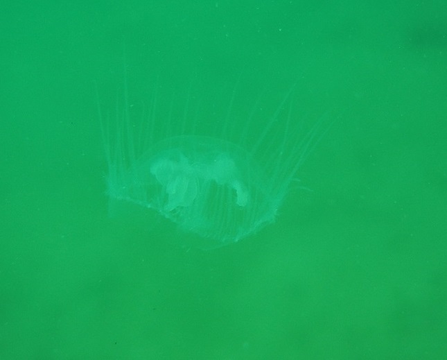 Édesvíz medúza